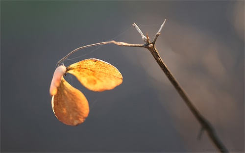 芭比时尚服装,芭比zhi时尚奇迹讲述了爱与分手的秘密